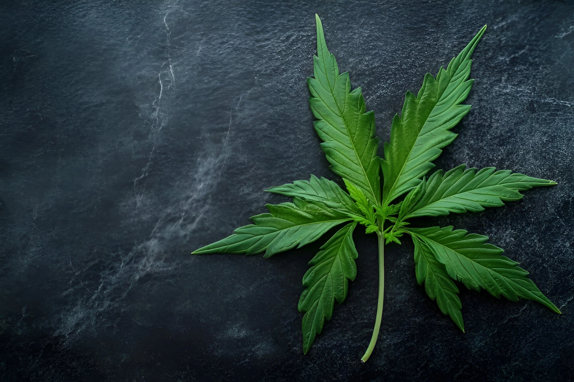 Green Cross Cannabis brand logo