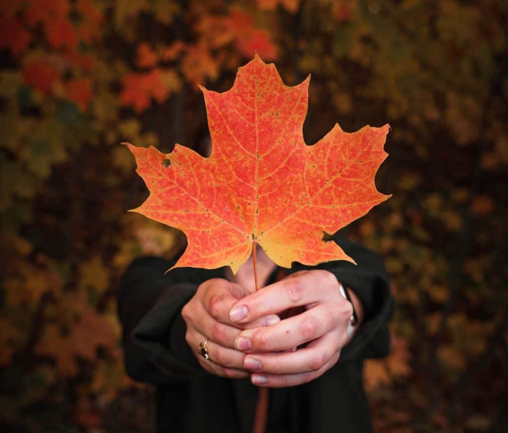 How-to Transition your Skin to Fall | Timeless Skin and Wellness | South Ogden, UT